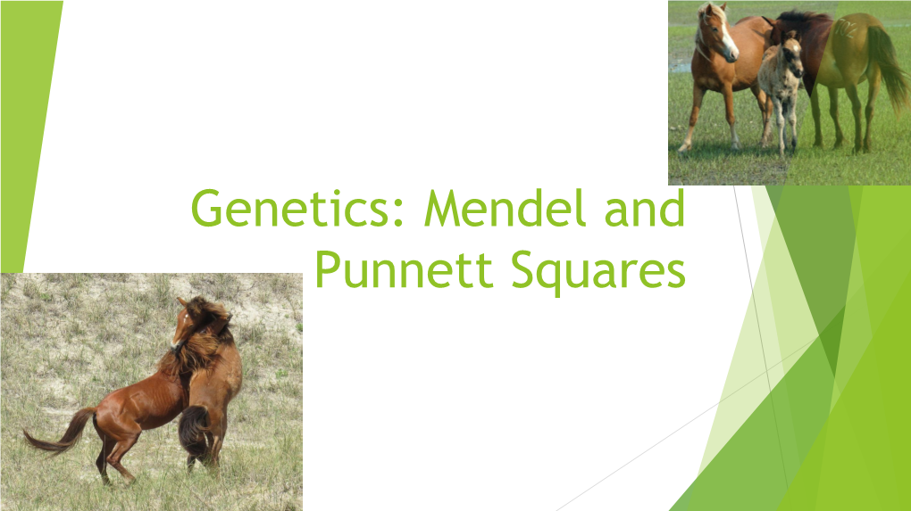 Genetics Mendel And Punnett Square Docslib