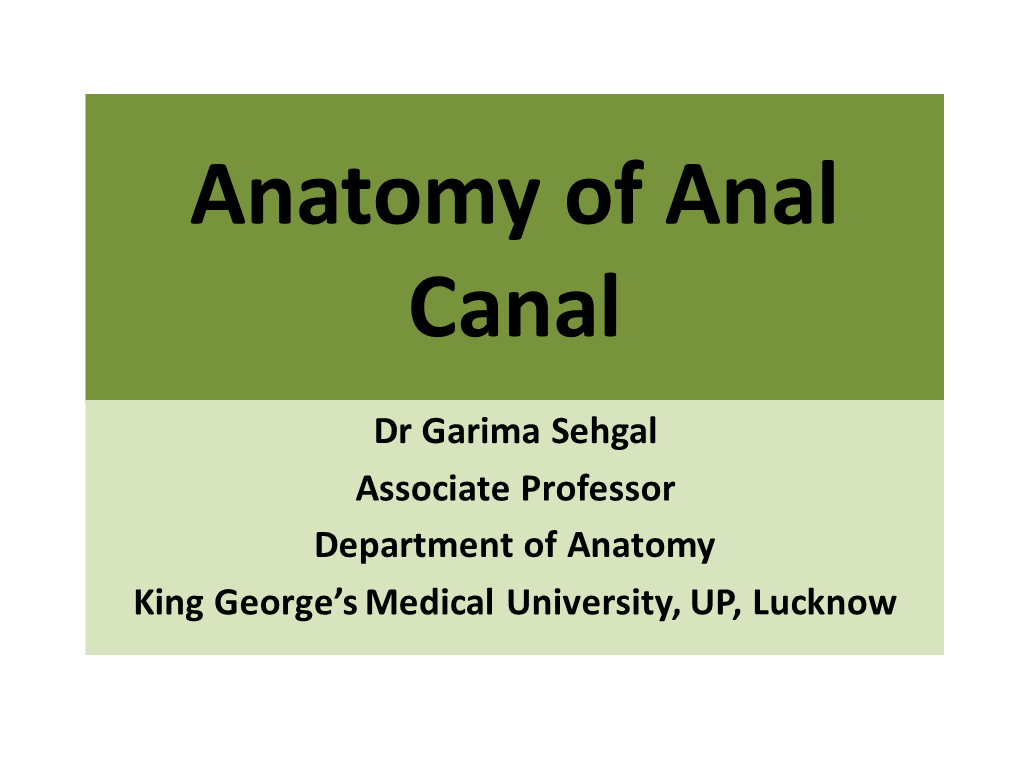 Anatomy Of Anal Canal DocsLib