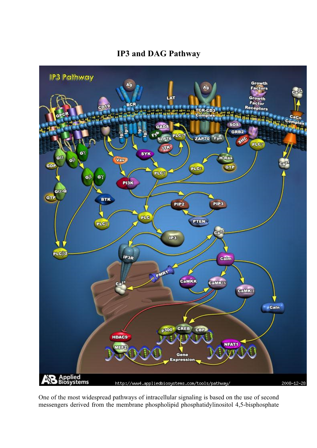 IP3 And DAG Pathway DocsLib