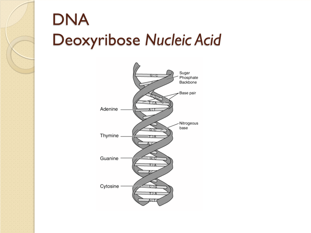 DNA Deoxyribose Nucleic Acid Nucleotide Building Block Of DNA And RNA