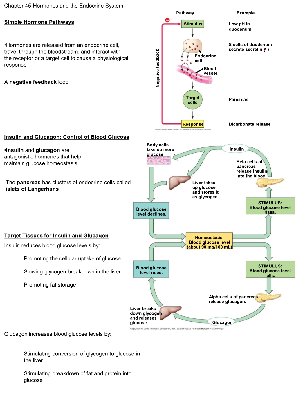 Chapter Hormones And The Endocrine System Pathway Example Simple