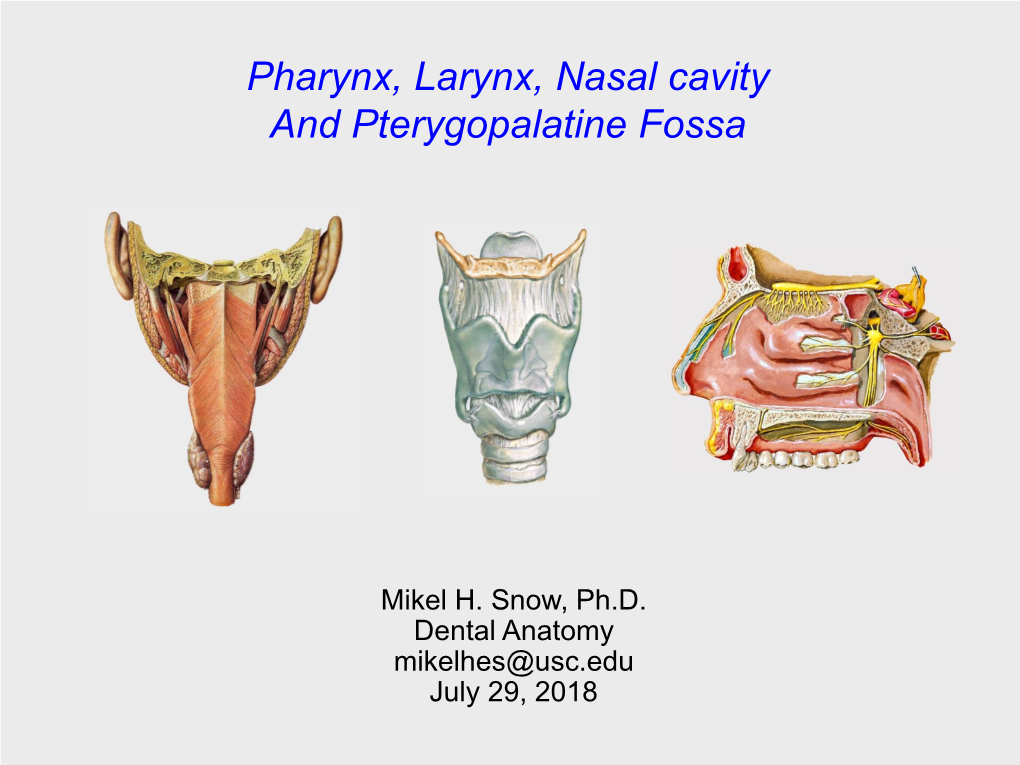 Pharynx Larynx Nasal Cavity And Pterygopalatine Fossa Docslib