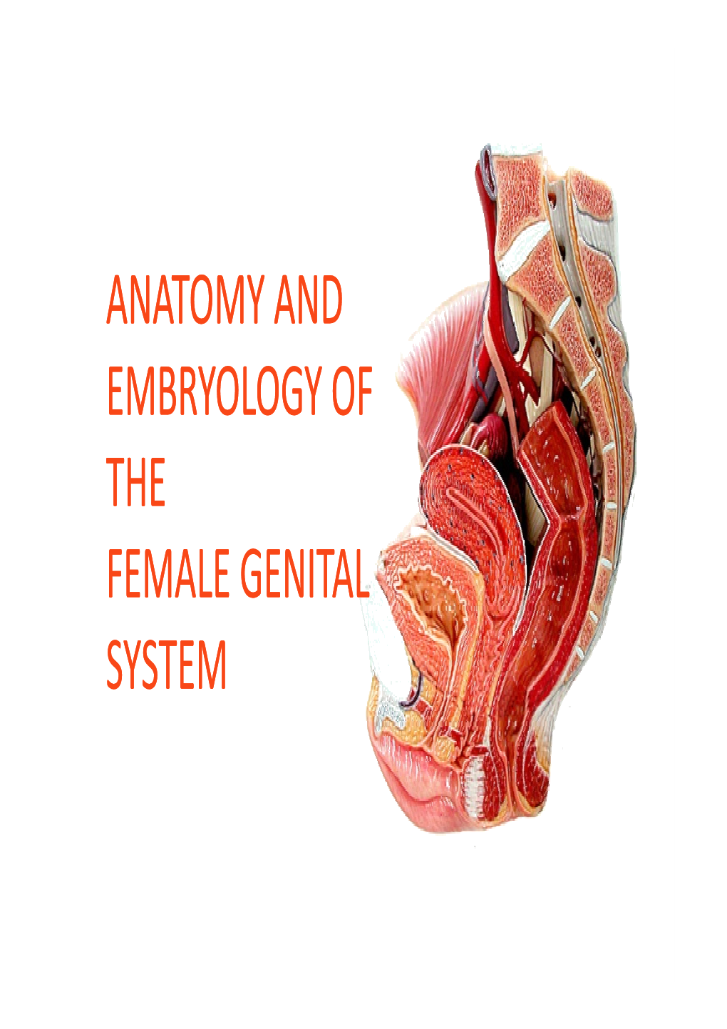 Anatomy Of Female Genital System Dr Osman Docslib