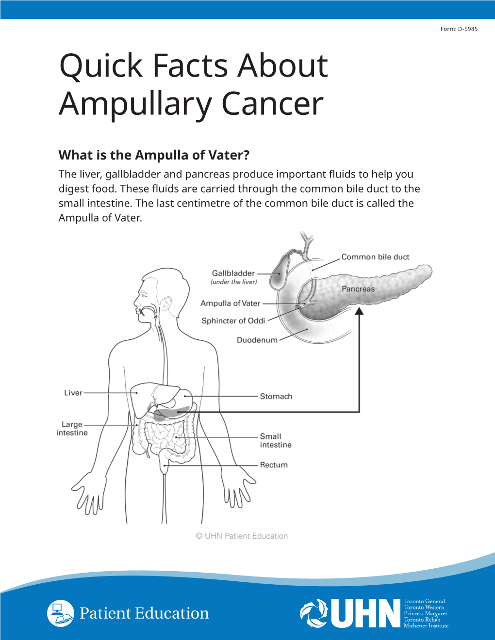 What Is Ampullary Cancer Ampullary Cancer Begins When Normal Cells In The Ampulla Of Vater