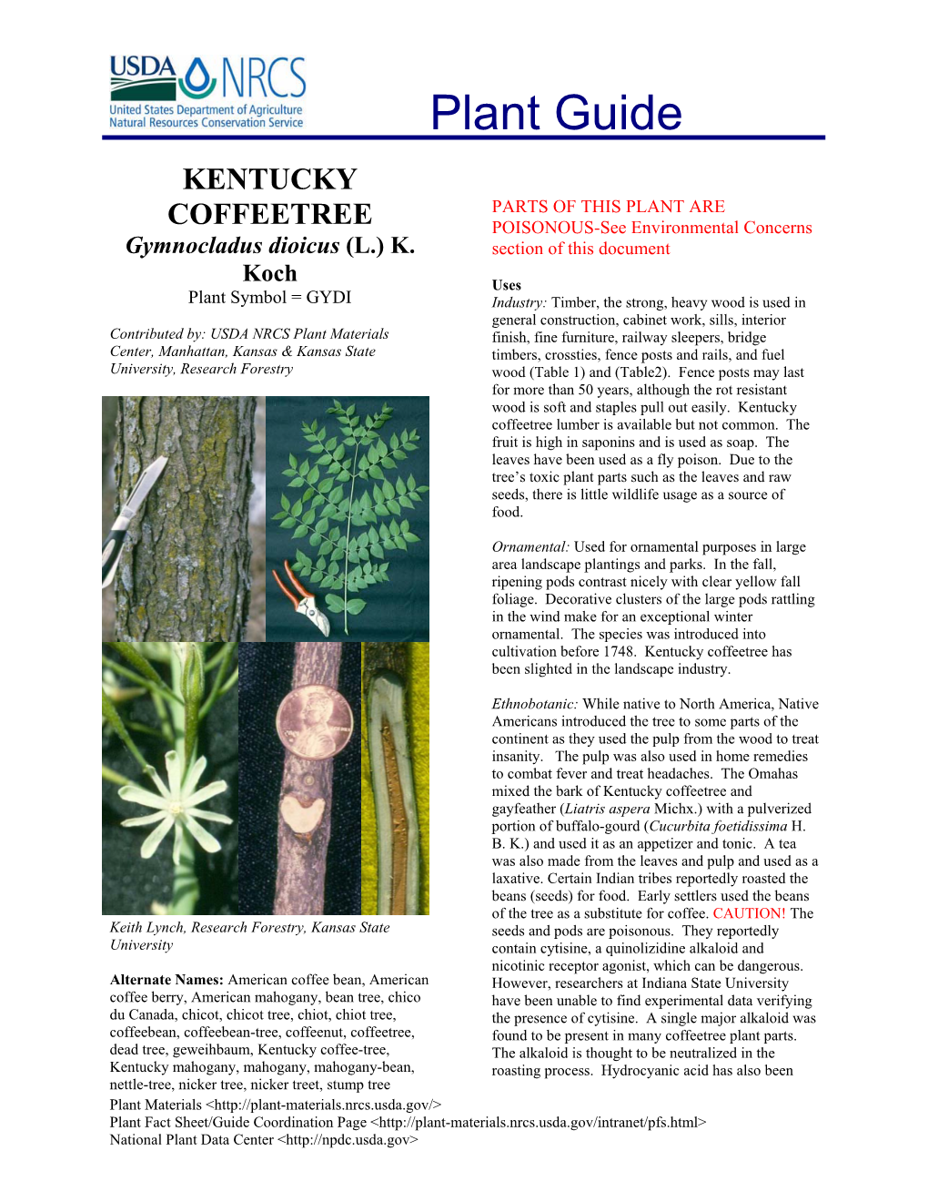 Kentucky Coffeetree Gymnocladus Dioicus Plant Guide DocsLib