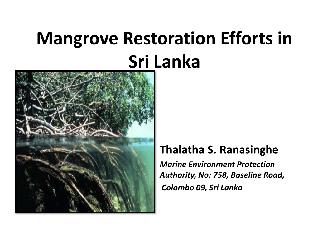 Mangrove Restoration Efforts In Sri Lanka DocsLib