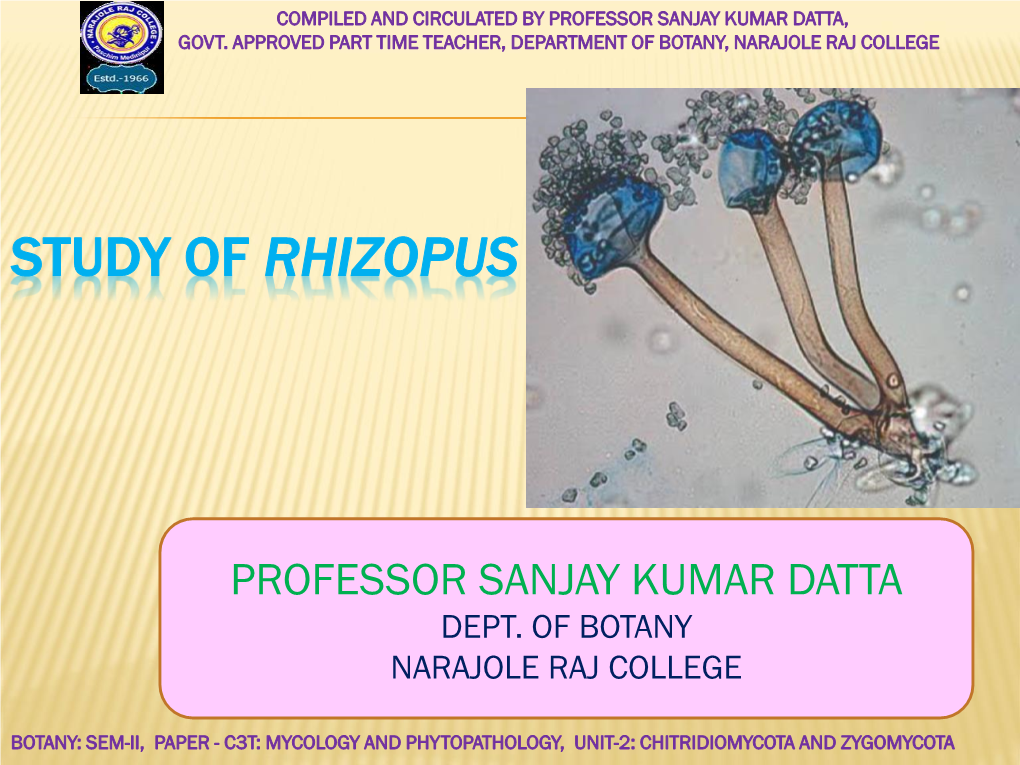 Life Cycle Of Rhizopus Stolonifer Docslib