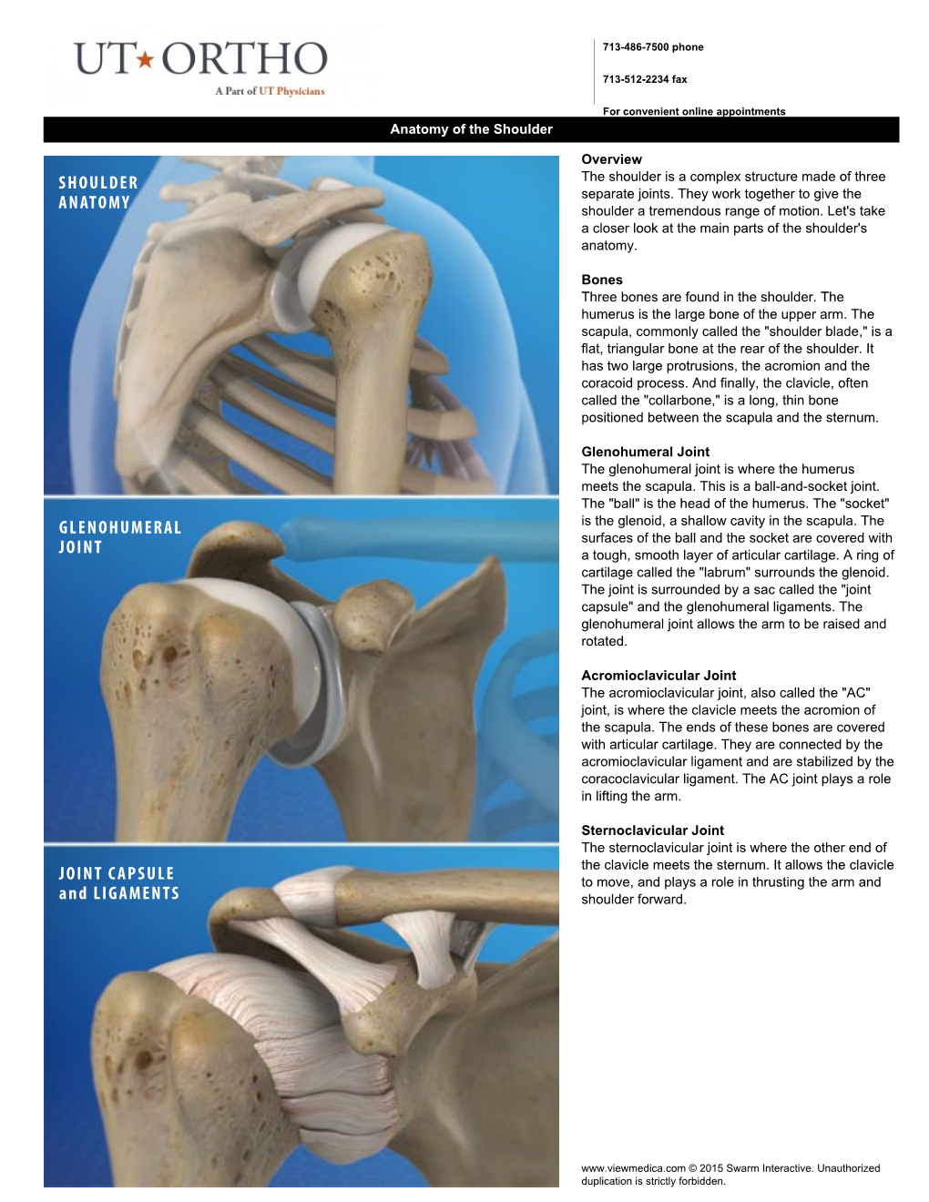 Shoulder Anatomy Glenohumeral Joint Joint DocsLib