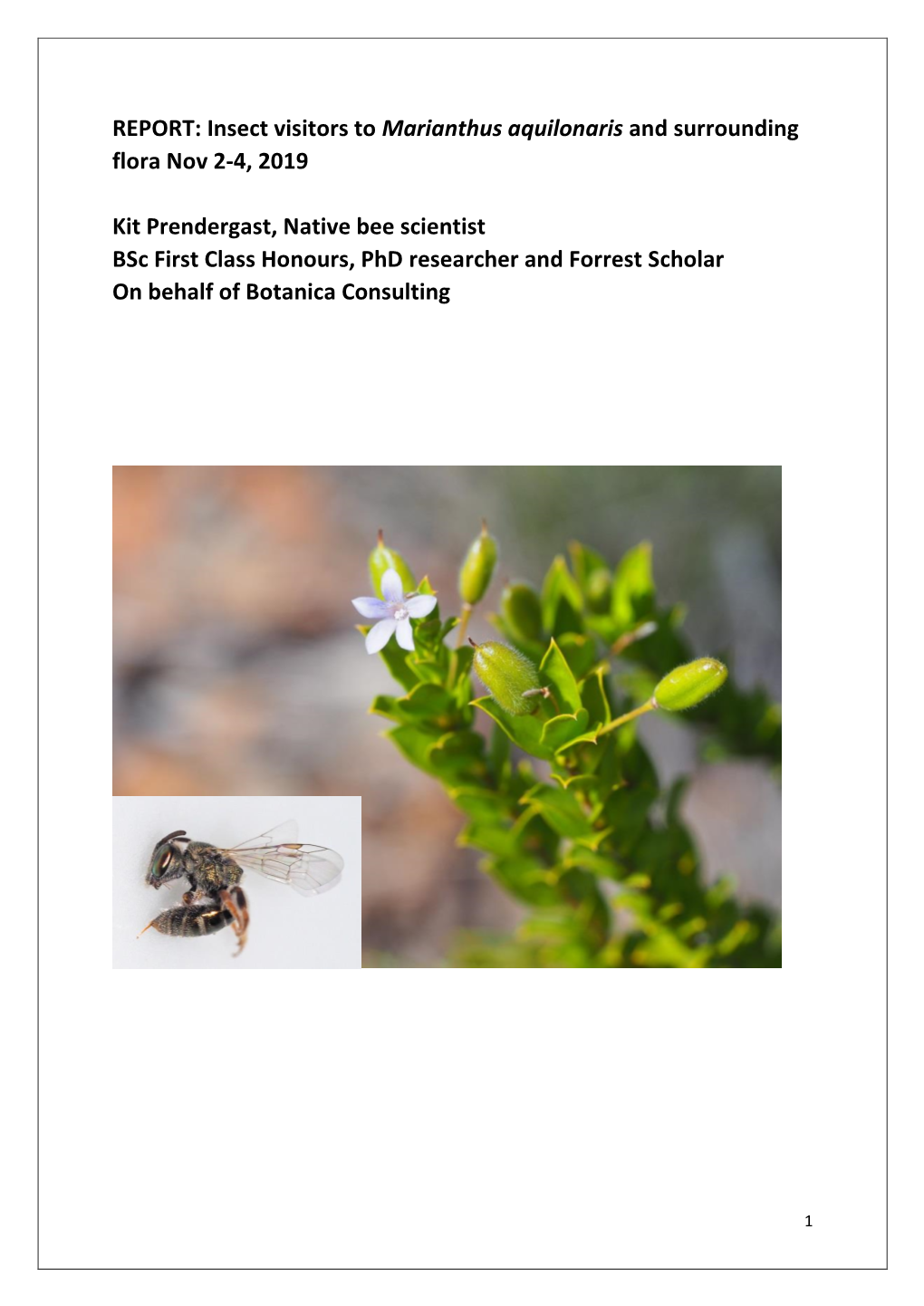 5.4 Insect Visitors to Marianthus Aquilonaris and Surrounding Flora