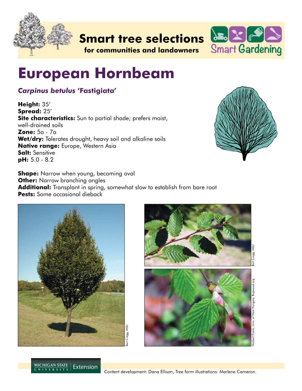 European Hornbeam Carpinus Betulus ‘Fastigiata’