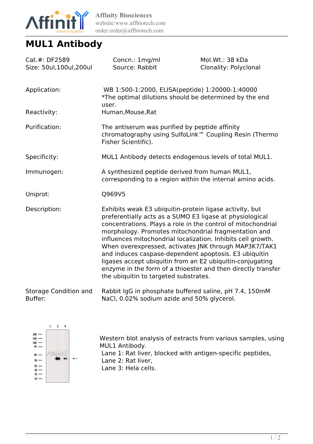 DF2589-MUL1 Antibody