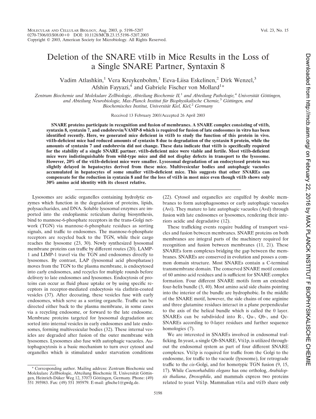 Deletion of the SNARE Vti1b in Mice Results in the Loss of a Single