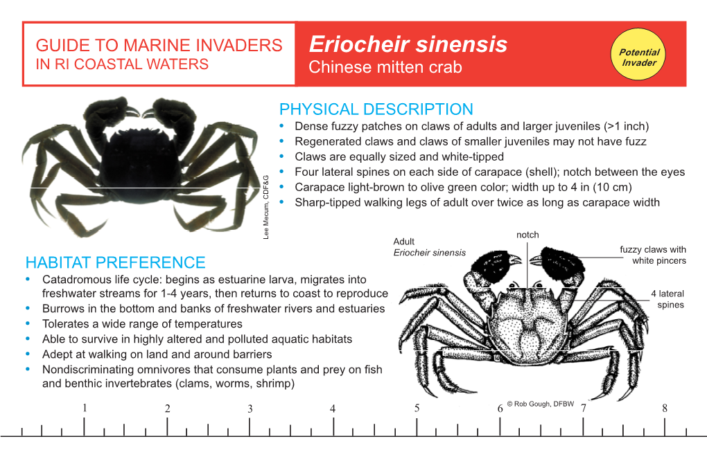 Eriocheir Sinensis Potential in RI COASTAL WATERS Chinese Mitten Crab Invader