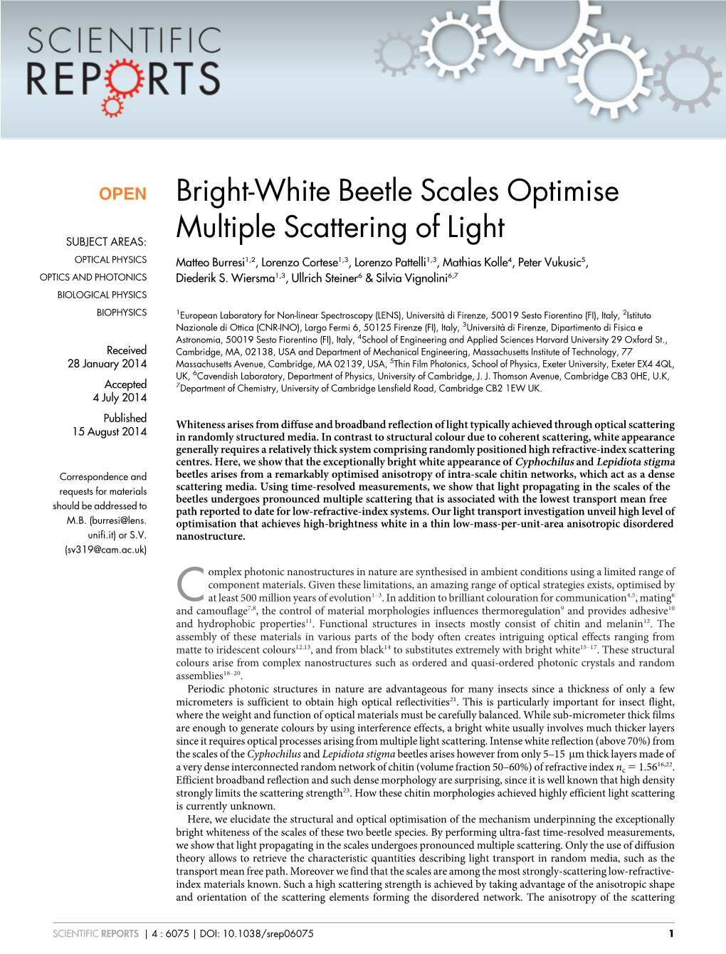 Bright-White Beetle Scales Optimise Multiple Scattering of Light