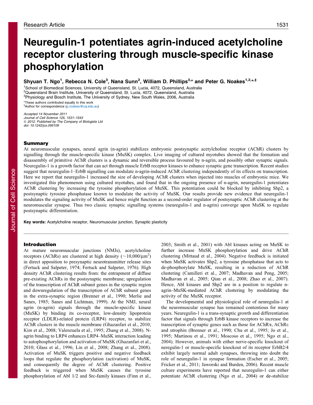 Neuregulin-1 Potentiates Agrin-Induced Acetylcholine Receptor Clustering Through Muscle-Specific Kinase Phosphorylation