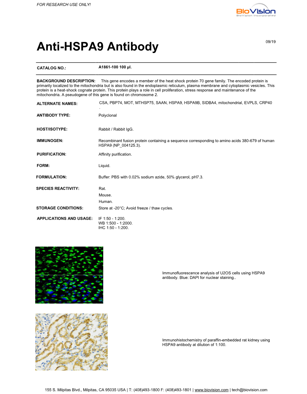 Anti-HSPA9 Antibody
