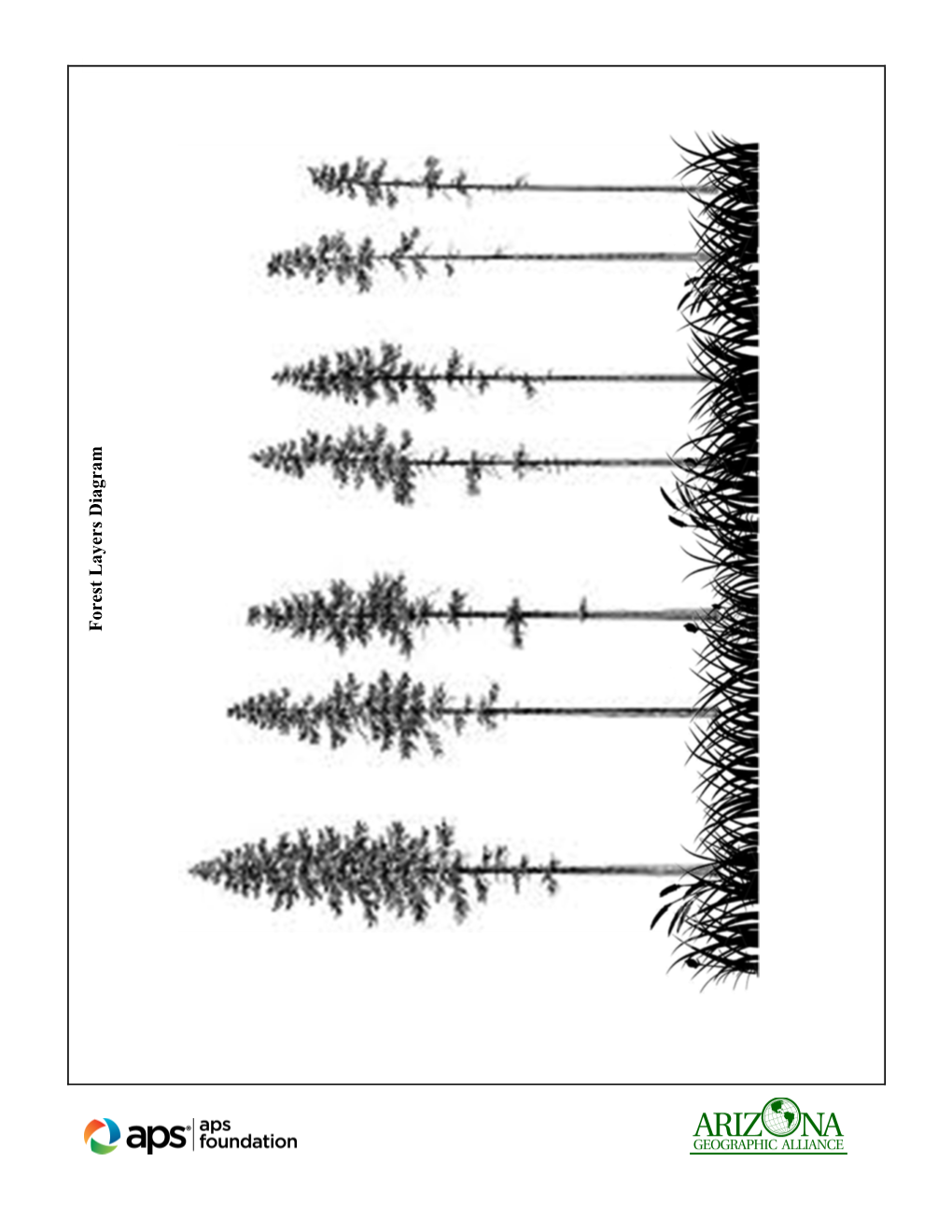 Forest Layers Diagram Forest Layers