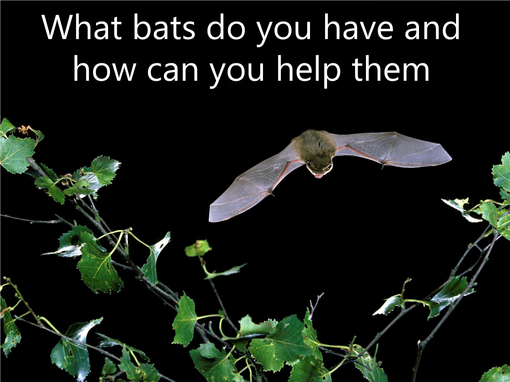 What Bats Do You Have and How Can You Help Them • About British Bats