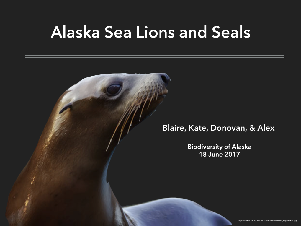 Alaska Sea Lions and Seals