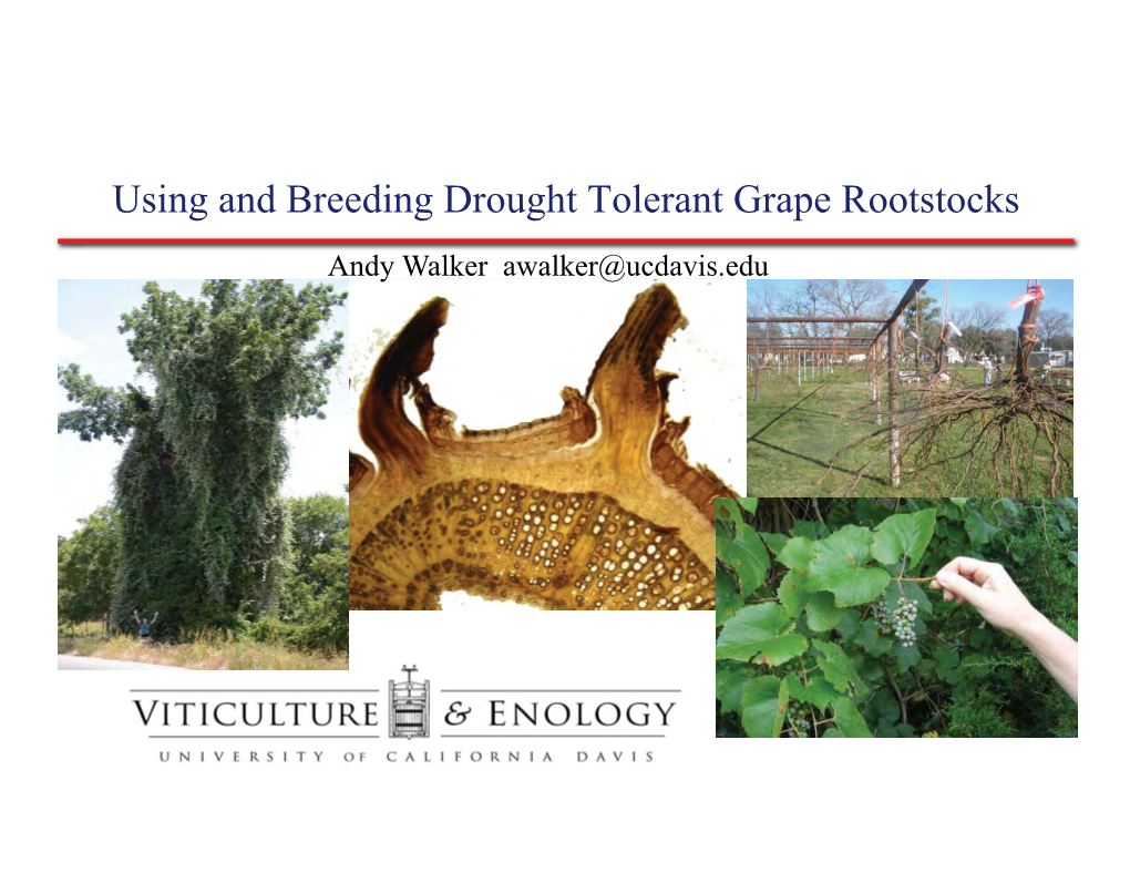 Using and Breeding Drought Tolerant Grape Rootstocks