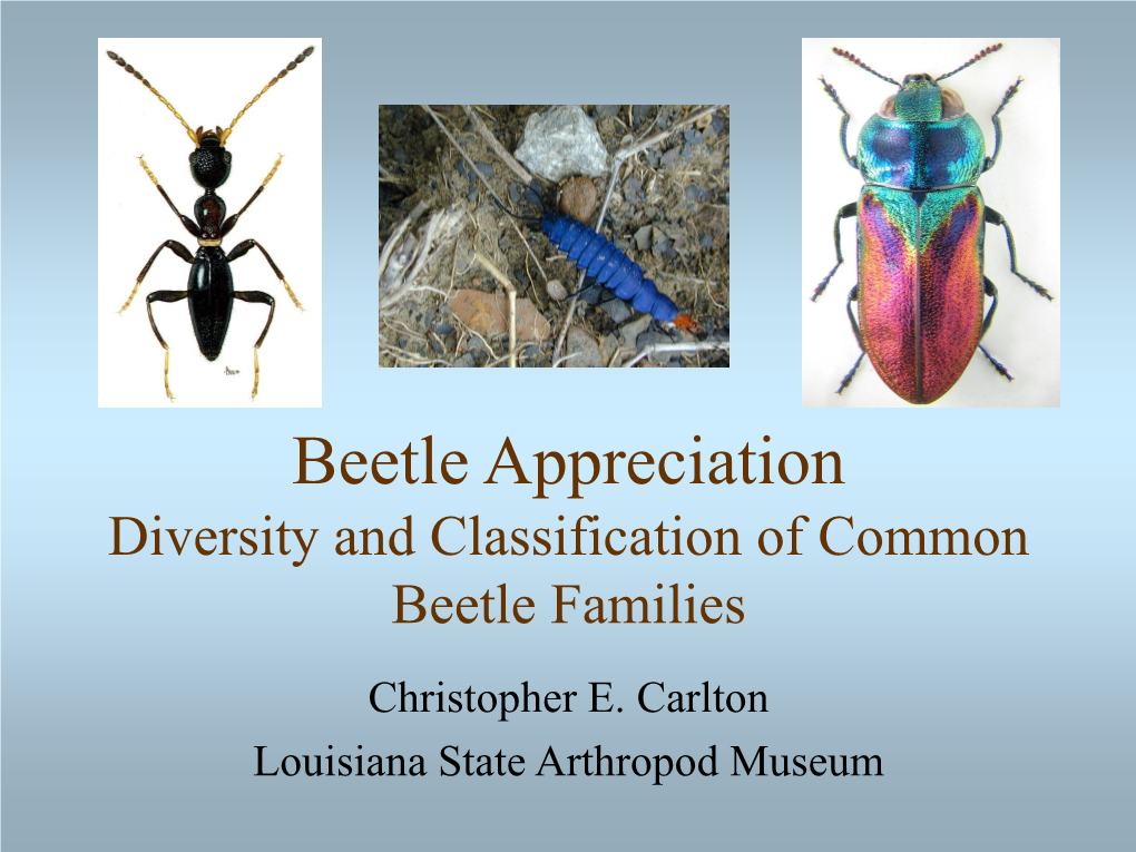 Beetle Appreciation Diversity and Classification of Common Beetle Families Christopher E