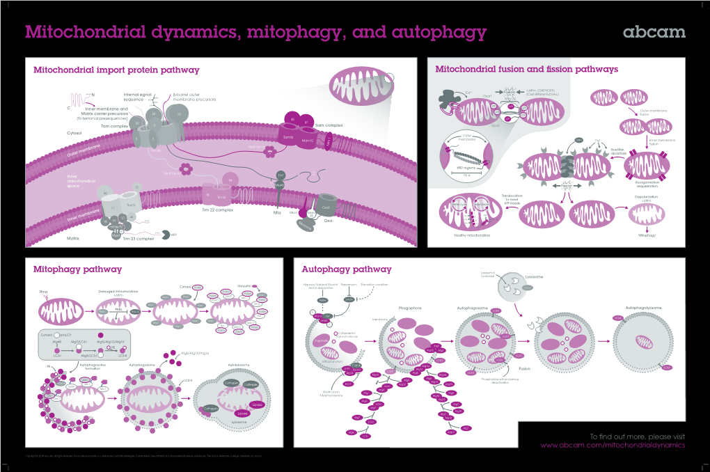 Mitochondrial Dynamics, Mitophagy, and Autophagy