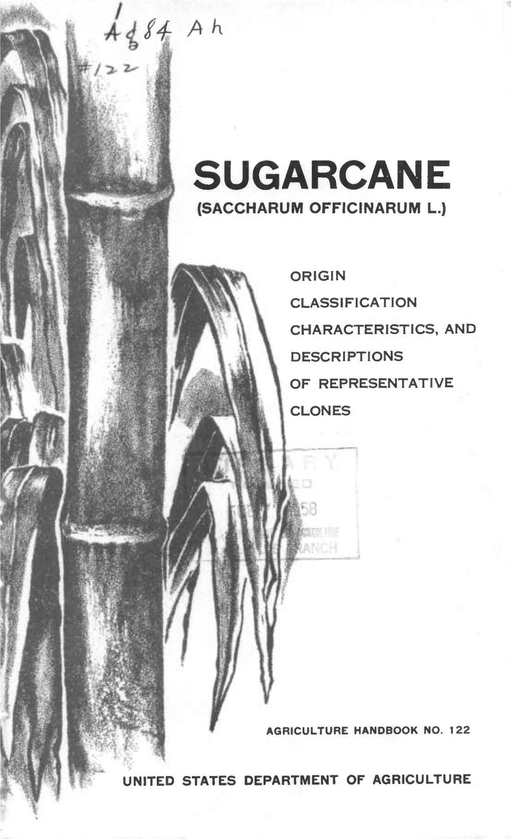 Sugarcane (Saccharum Officinarum L.)