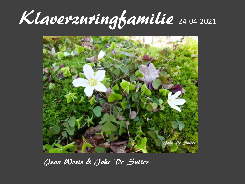 Klaverzuringfamilie 24-04-2021