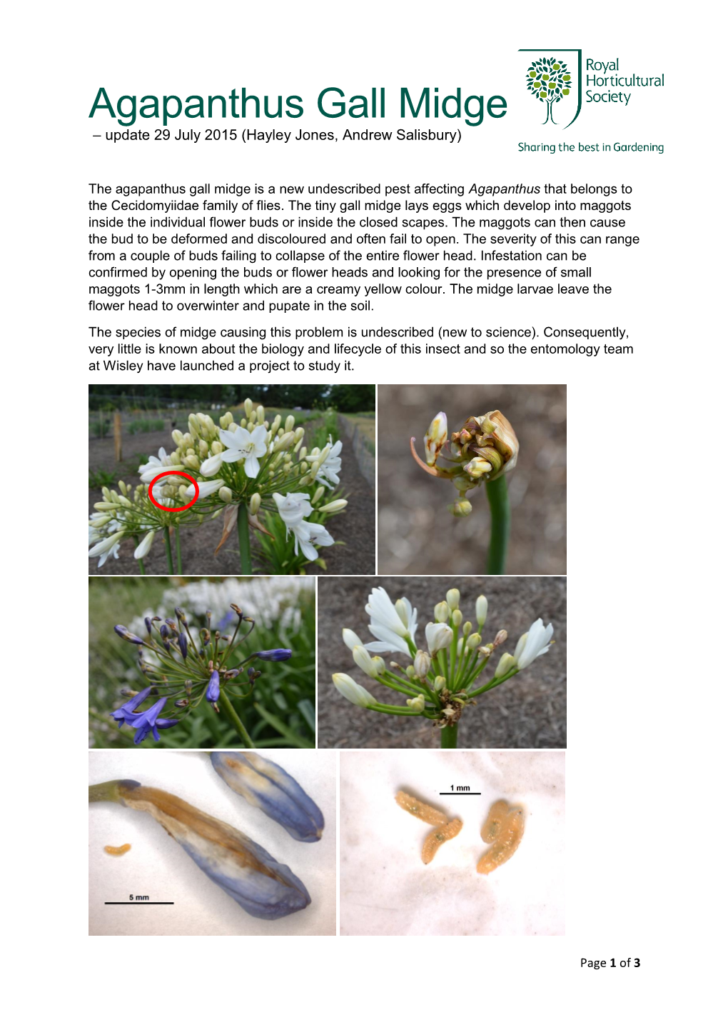 Agapanthus Gall Midge – Update 29 July 2015 (Hayley Jones, Andrew Salisbury)