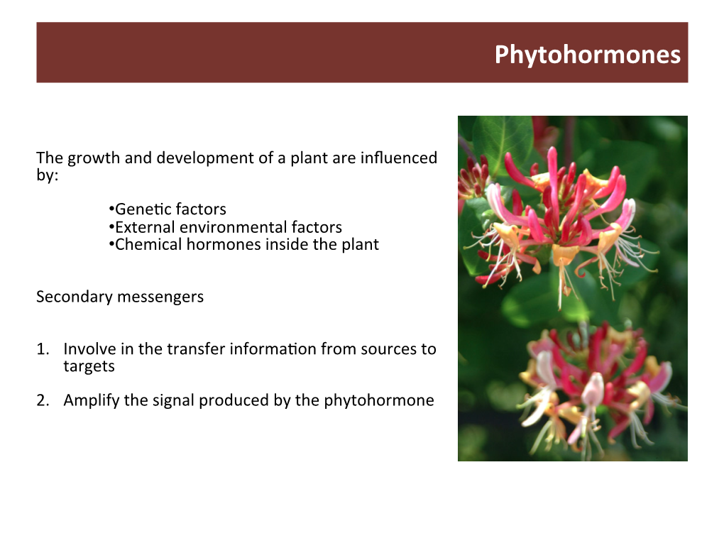 Stenospermocarpy Biological Mechanism That Produces Seedlessness in Some Fruits (Many Table Grapes, Watermelon)