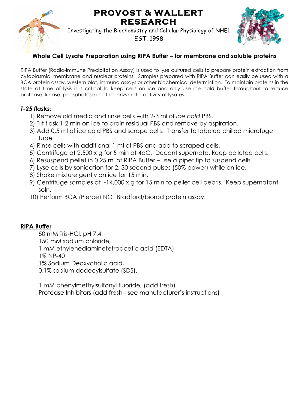 RIPA Buffer Lysis Protocol