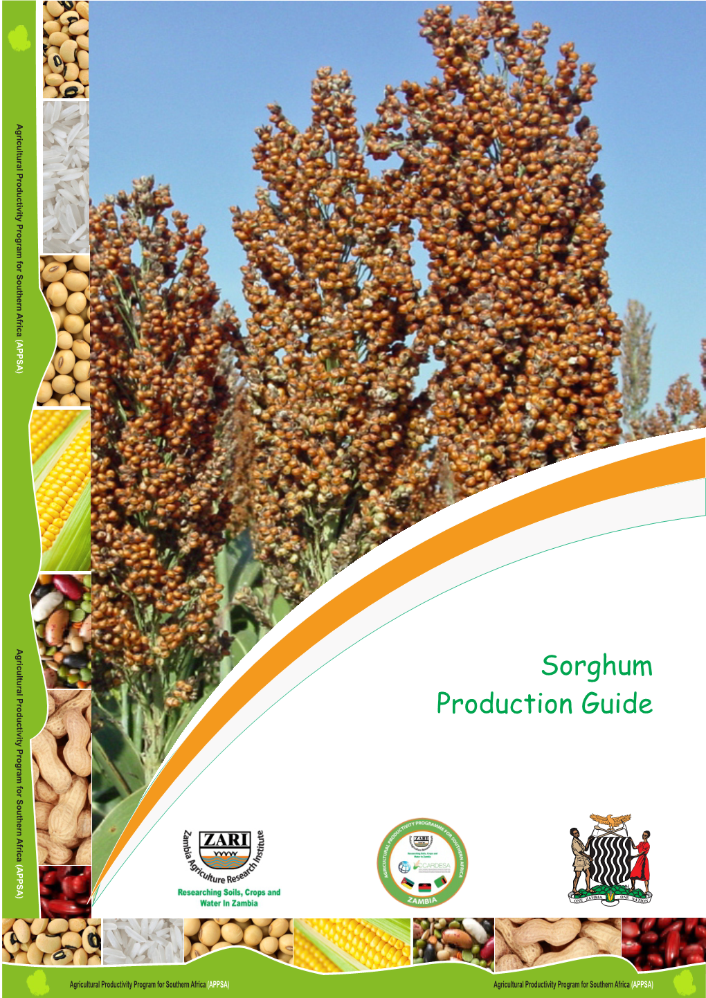 Sorghum Edited.Cdr