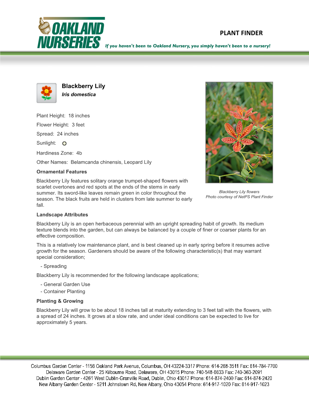 Oakland Nurseries Inc Blackberry Lily