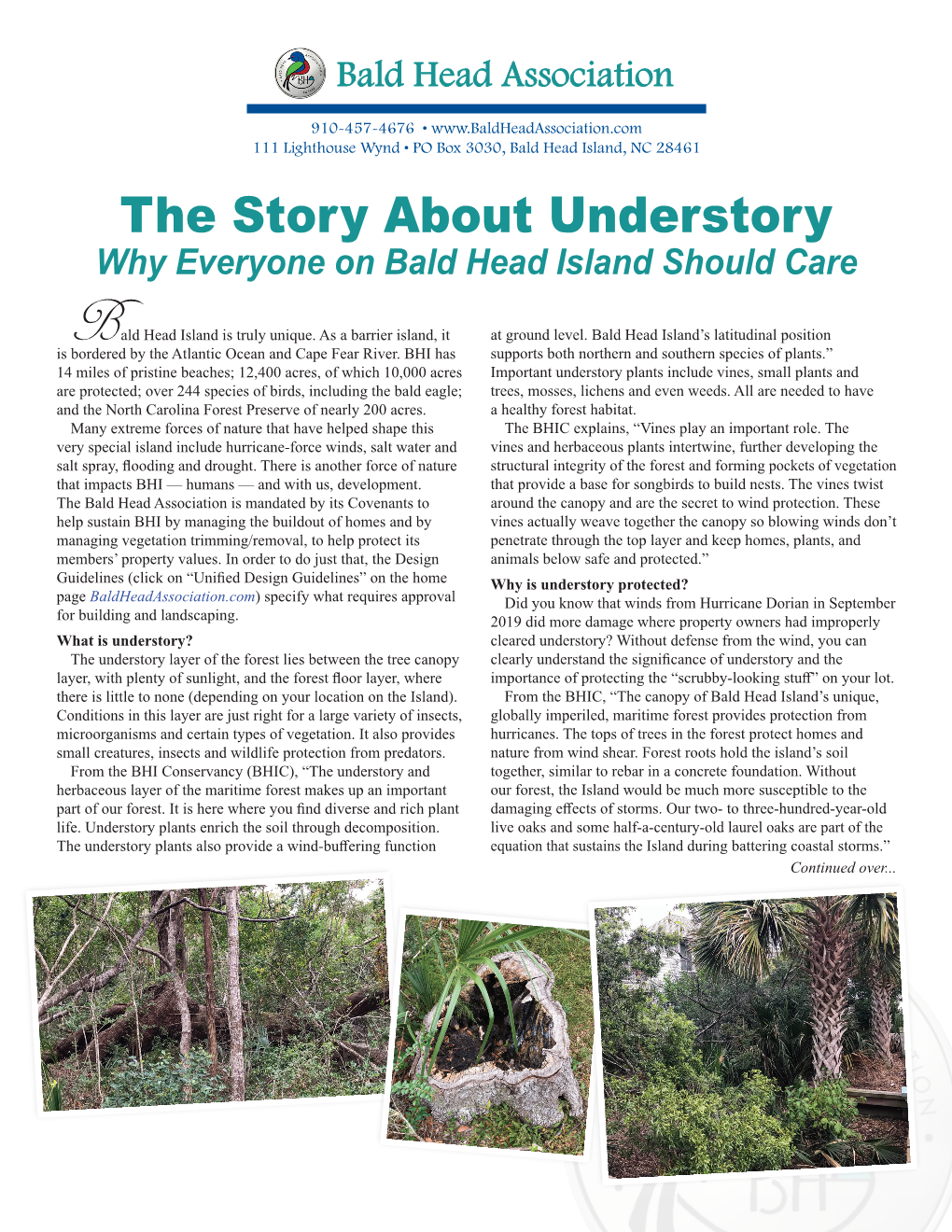 The Story About Understory Why Everyone on Bald Head Island Should Care