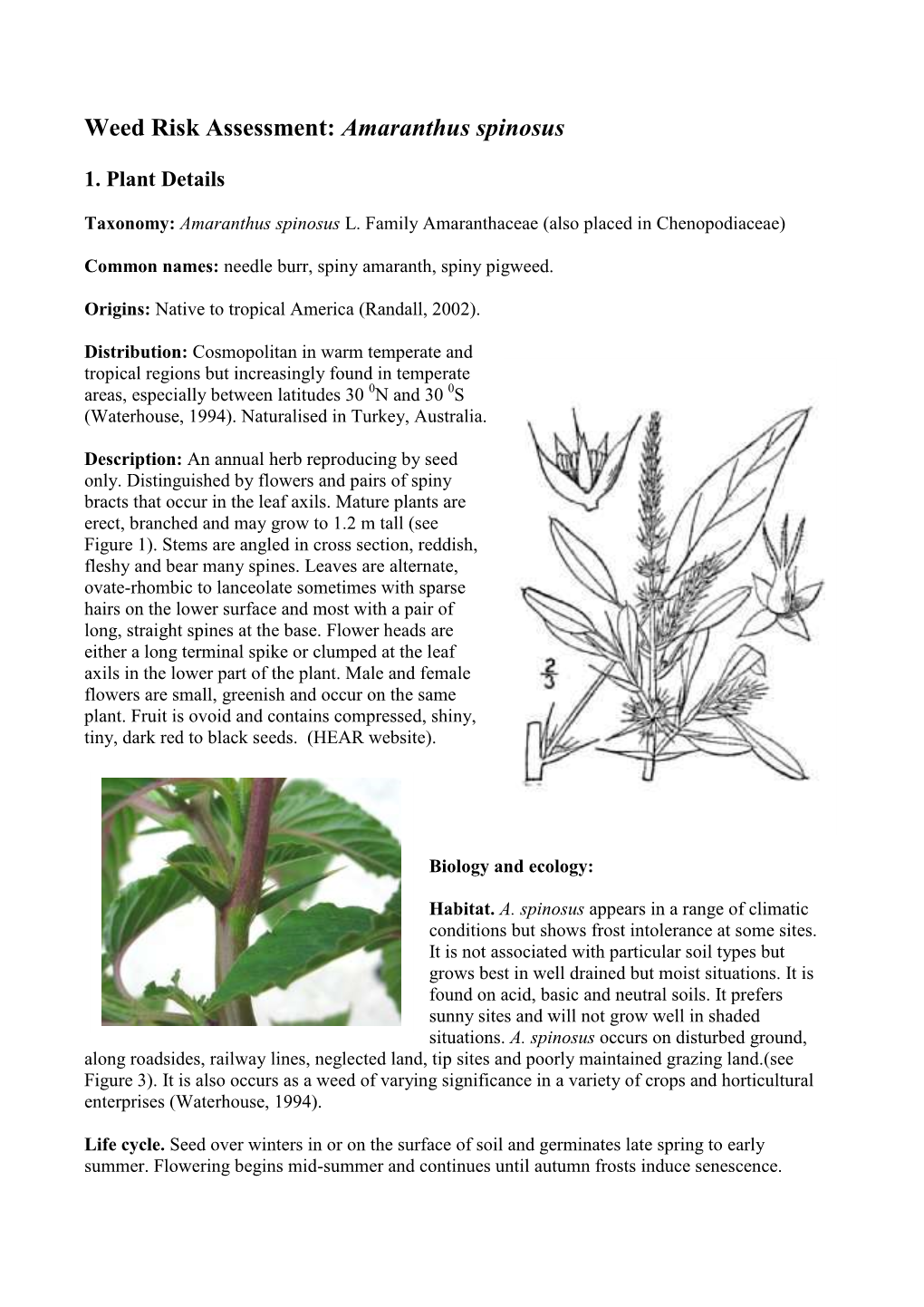 Amaranthus Spinosus