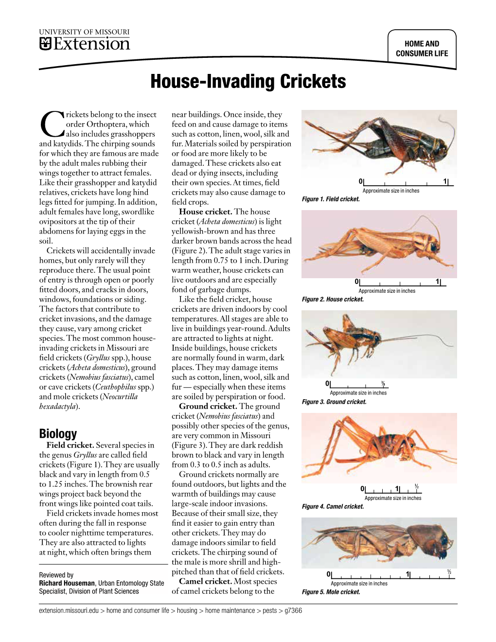 House-Invading Crickets