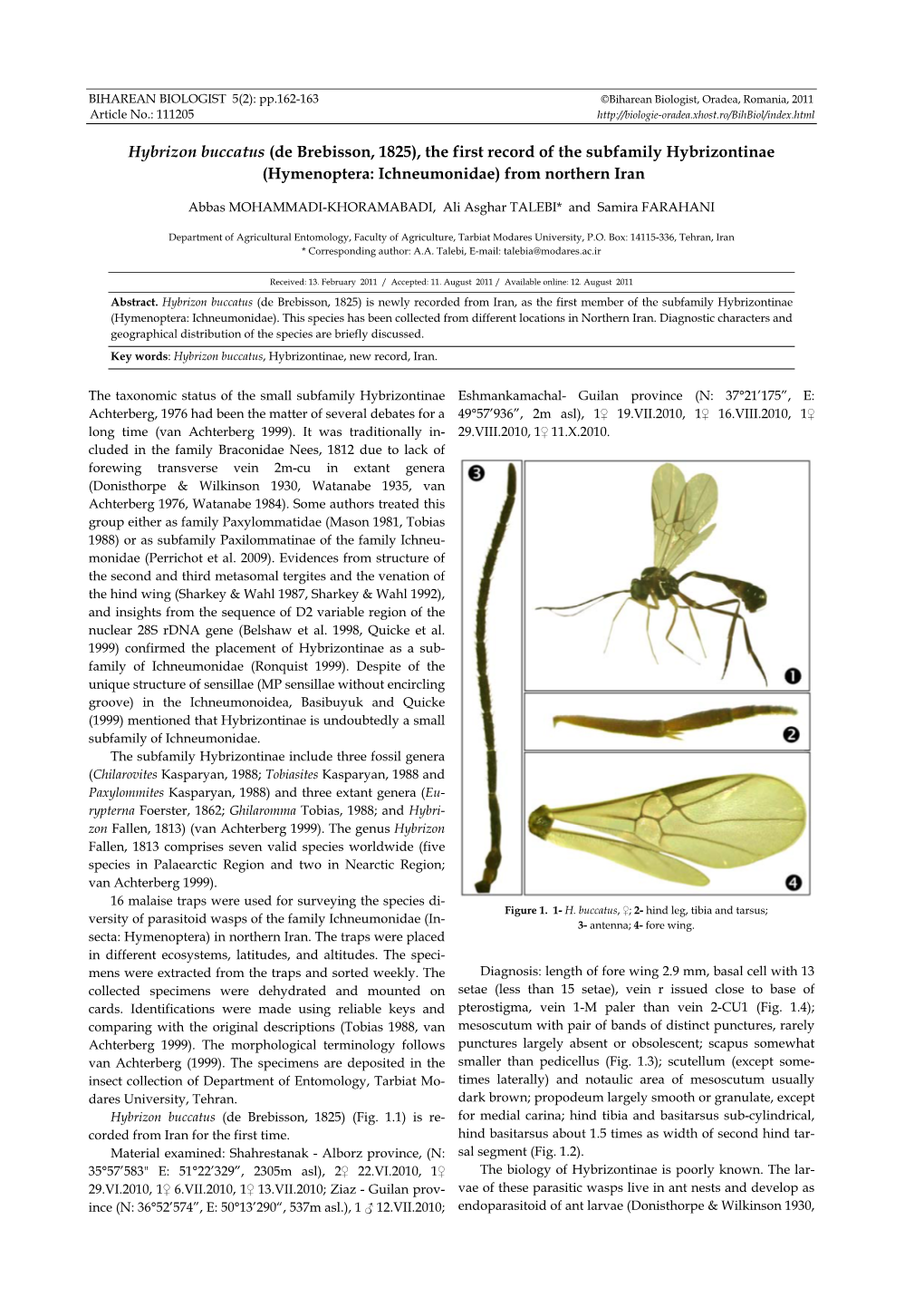 Hybrizon Buccatus (De Brebisson, 1825), the First Record of the Subfamily Hybrizontinae (Hymenoptera: Ichneumonidae) from Northern Iran