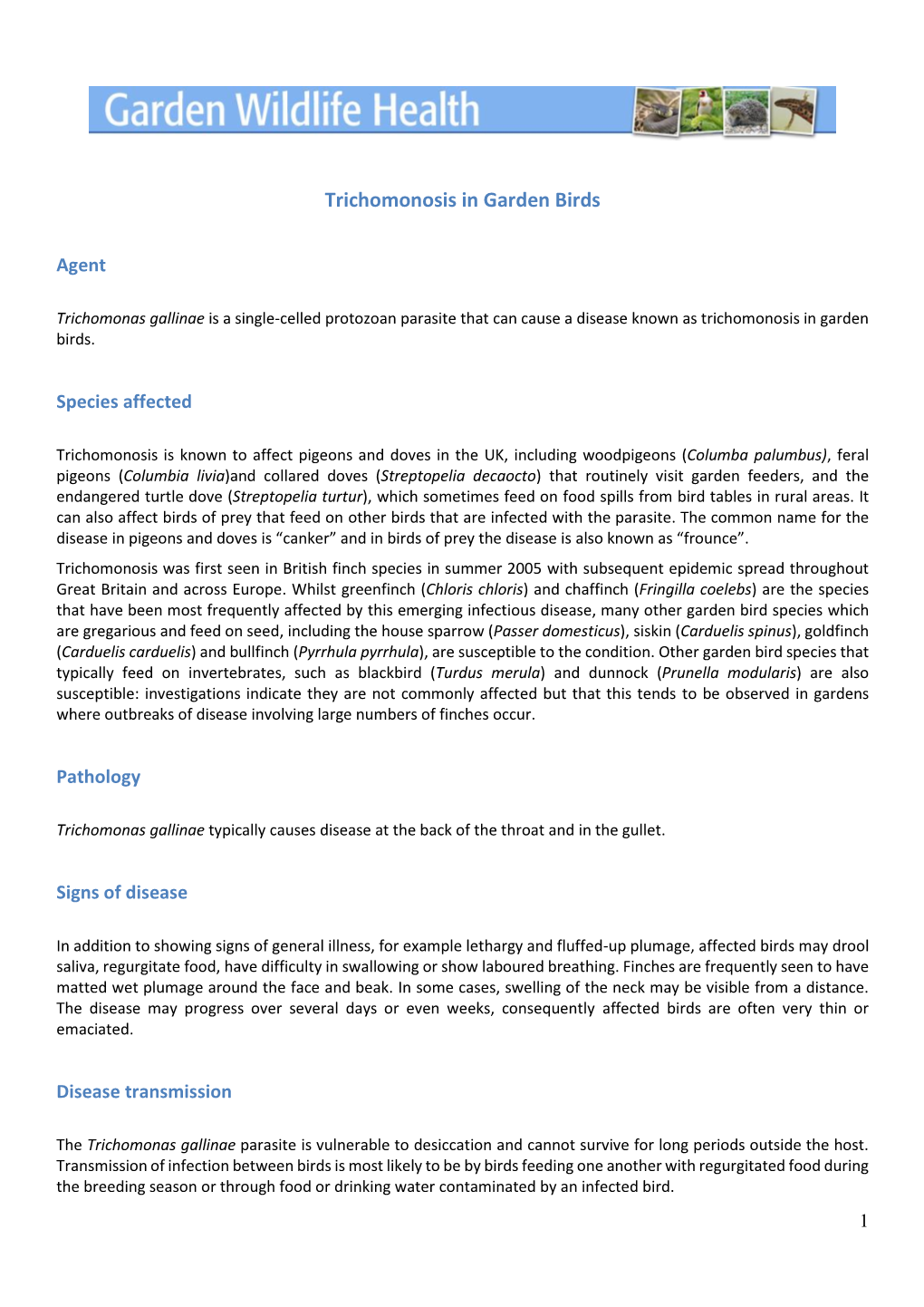 Trichomonosis in Garden Birds