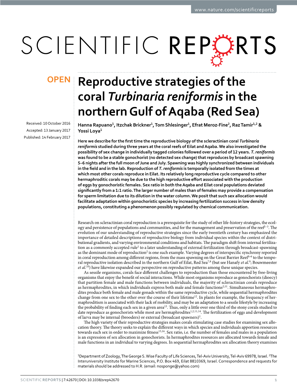 Reproductive Strategies of the Coral Turbinaria Reniformis in The