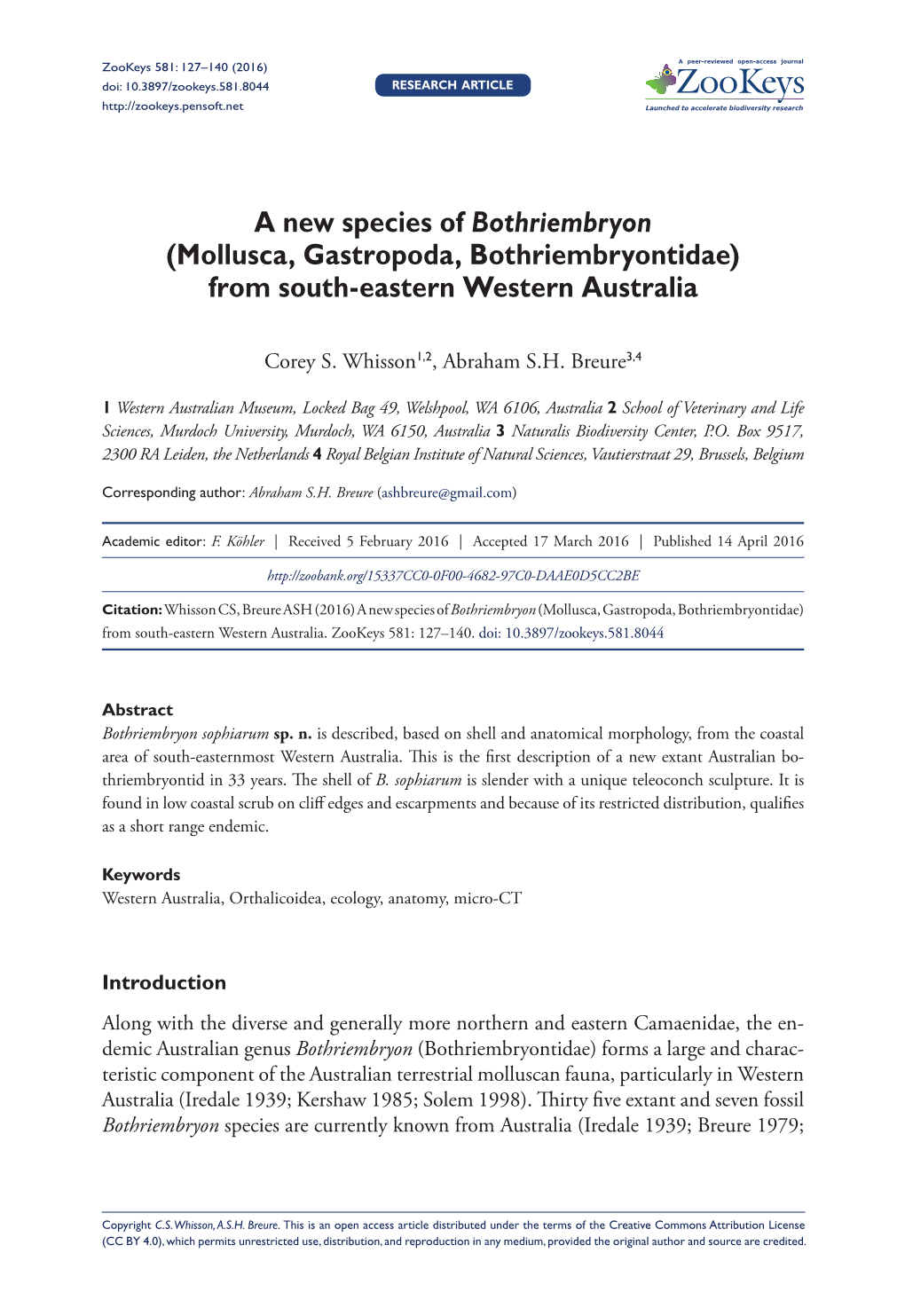 ﻿A New Species of Bothriembryon (Mollusca, Gastropoda