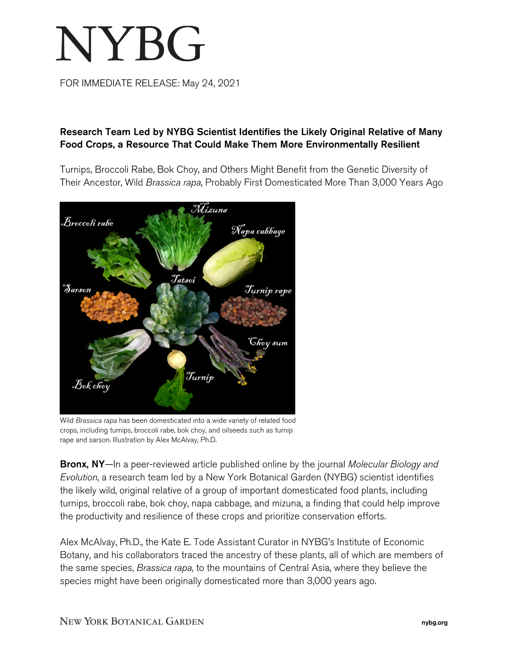 Research Team Led by NYBG Scientist Identifies the Likely Original Relative of Many Food Crops, a Resource That Could Make Them More Environmentally Resilient