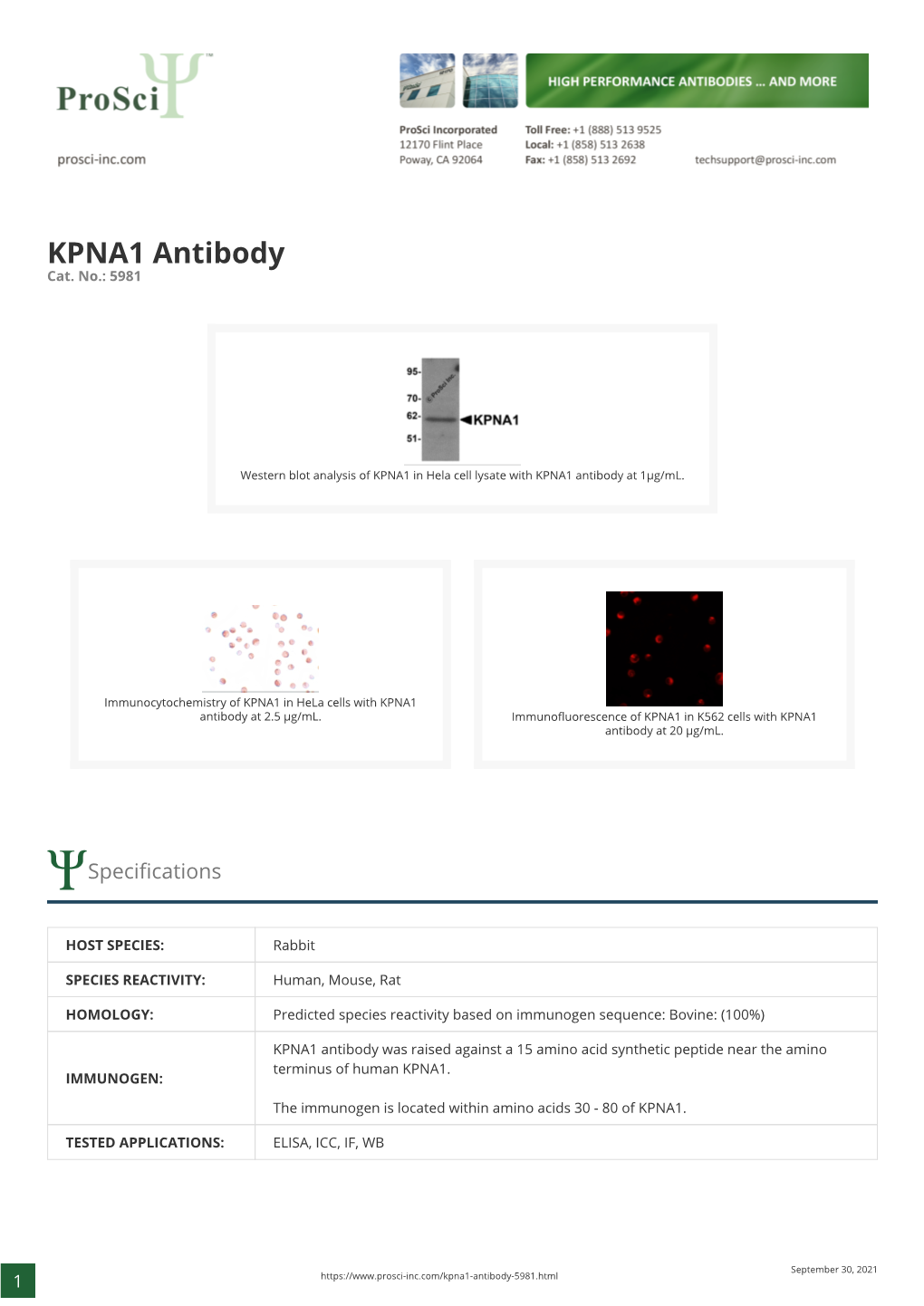 KPNA1 Antibody Cat