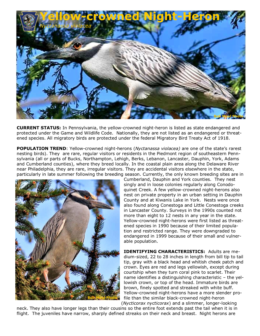 Yellow-Crowned Night-Heron Nyctanassa Violacea