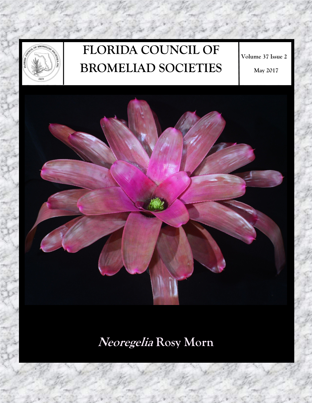 Neoregelia Rosy Morn