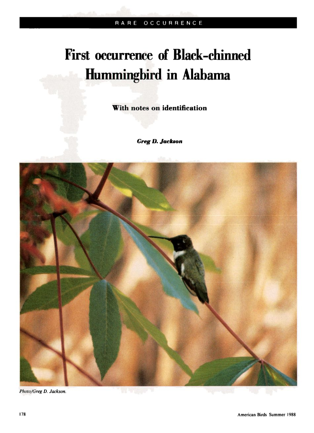 First Occurrence of Black-Chinned Hummingbird in Alabama