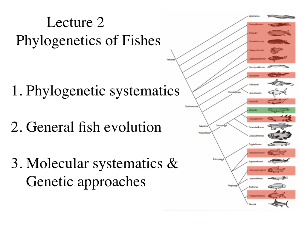 Lecture 2 Phylogenetics of Fishes 1. Phylogenetic Systematics 2