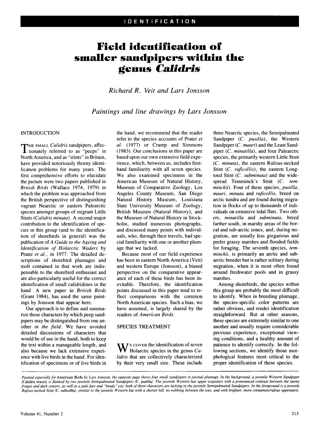 Field Identification of Smaller Sandpipers Within the Genus <I