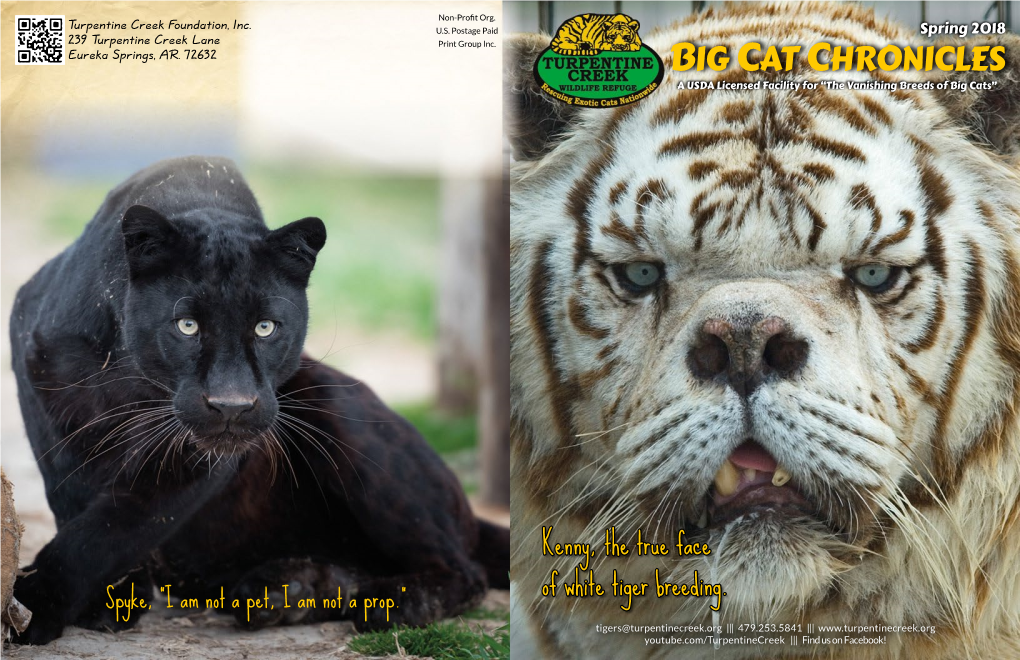 Big Cat Chronicles a USDA Licensed Facility for “The Vanishing Breeds of Big Cats”