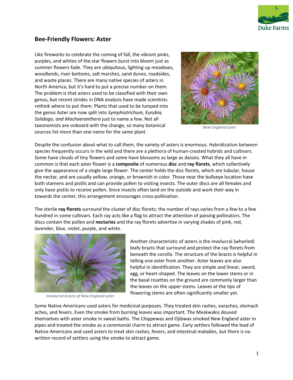 Bee-Friendly Flowers: Aster