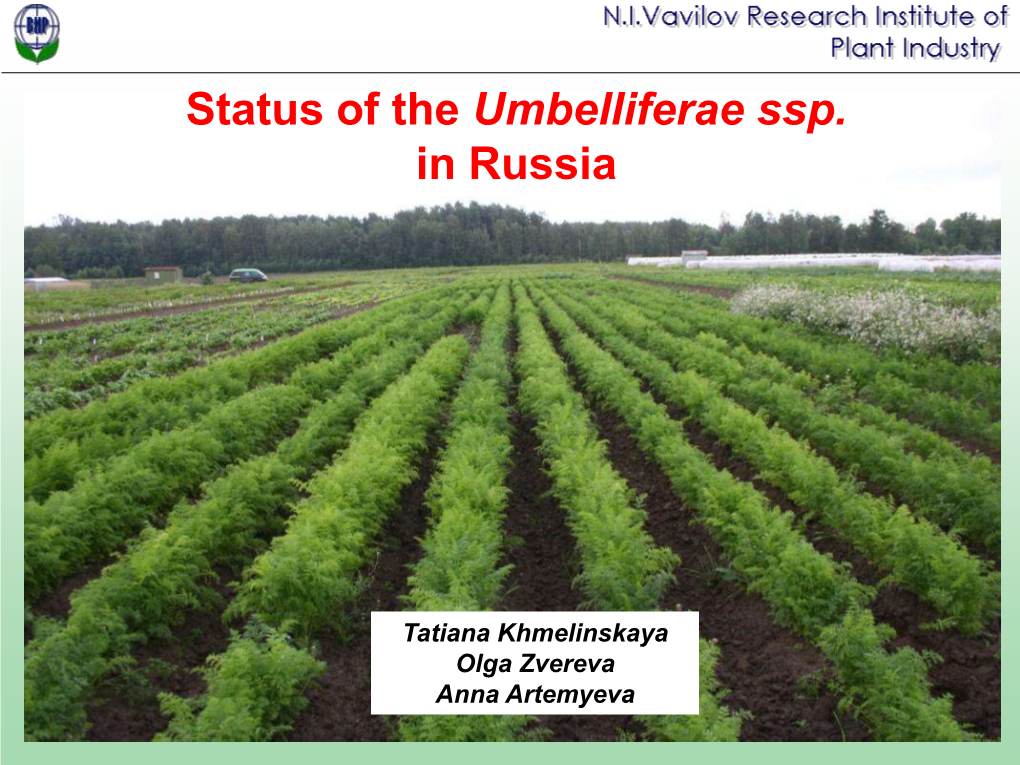 Status of the Umbelliferae Ssp. in Russia